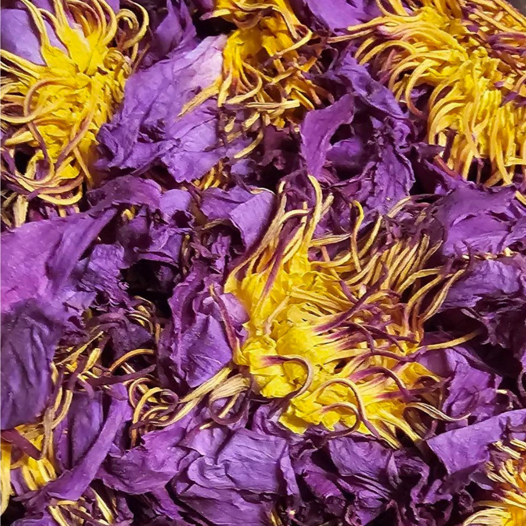 Blauwe Lotus Bloemen