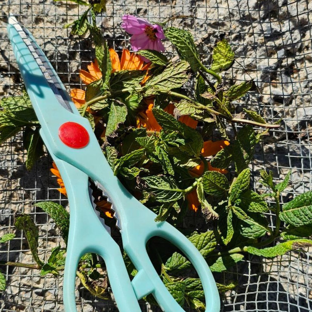 De Kracht van Kruiden